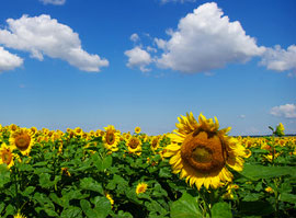 sonnenblume